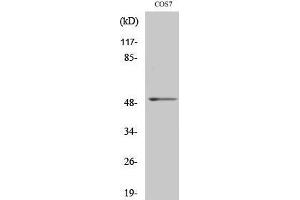 Western Blotting (WB) image for anti-Fibroblast Growth Factor Receptor Substrate 3 (FRS3) (Internal Region) antibody (ABIN3184698) (FRS3 anticorps  (Internal Region))