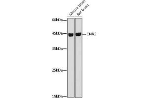 anti-Cannabinoid Receptor 2 (CNR2) (AA 1-100) antibody