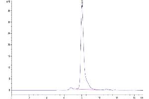 The purity of Human Notch 3 is greater than 95 % as determined by SEC-HPLC.