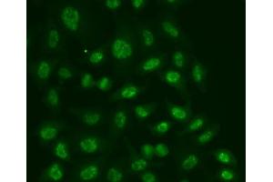Immunofluorescence analysis of A549 cells using POLR2E antibody (ABIN5970880). (POLR2E anticorps)