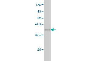 Western Blot detection against Immunogen (36.