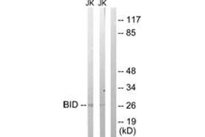 Western blot analysis of extracts from Jurkat cells treated with H2O2 100uM 30', using BID (Ab-78) Antibody. (BID anticorps  (AA 44-93))