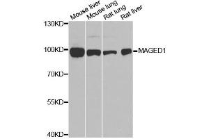 Western blot analysis of extracts of various cell lines, using MAGED1 antibody. (MAGED1 anticorps)