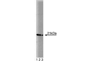 Western blot analysis of Bax on a HepG2 cell lysate (Human hepatocellular carcinoma, ATCC HB-8065). (BAX anticorps  (AA 55-178))