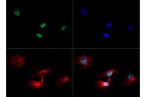 Immunofluorescence of Rabbit Anti-Histone H3 [Trimethyl Lys79] Antibody.