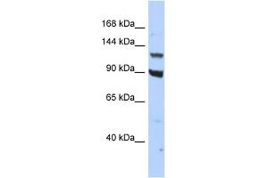 Host:  Rabbit  Target Name:  PER3  Sample Type:  HepG2 Whole cell lysates  Antibody Dilution:  1. (PER3 anticorps  (C-Term))