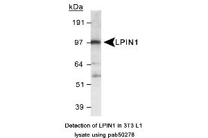 Image no. 1 for anti-Lipin 1 (LPIN1) (AA 500-600), (Internal Region) antibody (ABIN363587)