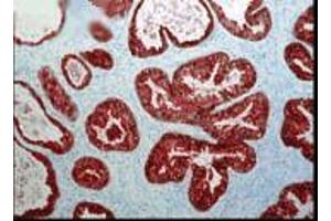 Immunohistochemistry analysis using Mouse Anti-FKBP52 Monoclonal Antibody, Clone Hi52C .