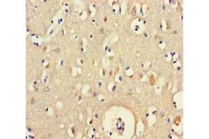 Immunohistochemistry of paraffin-embedded human brain tissue using ABIN7165132 at dilution of 1:100 (BEX5 anticorps  (AA 1-111))