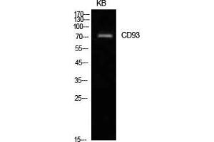Western Blot (WB) analysis of KB cells using CD93 Polyclonal Antibody. (CD93 anticorps  (Internal Region))
