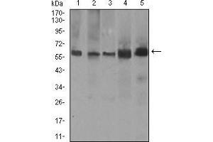 Western blot analysis using PDE1B mouse mAb against A549 (1), SK-MES-1 (2), PC-12 (3), NIH3T3 (4), and 3T3-L1 (5) cell lysate. (PDE1B anticorps  (AA 370-536))