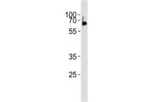 LCK antibody western blot analysis in Ramos lysate.