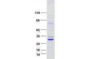 Validation with Western Blot (TMEM163 Protein (Myc-DYKDDDDK Tag))