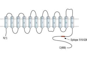 Representative domain view of the target of ABIN7885524.