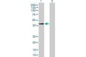 Western Blot analysis of MTFR1 expression in transfected 293T cell line by MTFR1 MaxPab polyclonal antibody. (MTFR1 anticorps  (AA 1-333))