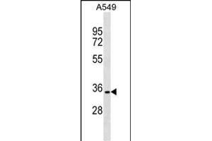 CRG Antibody (N-term) (ABIN1539399 and ABIN2849235) western blot analysis in A549 cell line lysates (35 μg/lane). (PACRG anticorps  (N-Term))