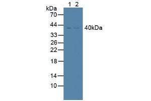 Western blot analysis of (1) Human K562 Cells and (2) Human Lung Tissue. (TNFRSF10B anticorps  (AA 234-435))