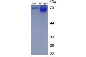 Image no. 2 for Melatonin (MT) protein (BSA) (ABIN1880108)