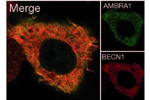 Image no. 5 for anti-Autophagy/beclin-1 Regulator 1 (AMBRA1) (N-Term) antibody (ABIN347117) (AMBRA1 anticorps  (N-Term))