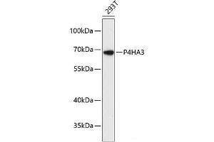 Western blot analysis of extracts of 293T cells using P4HA3 Polyclonal Antibody at dilution of 1:3000. (P4HA3 anticorps)