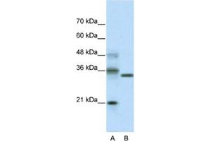 Western Blotting (WB) image for anti-Hairy and Enhancer of Split 4 (HES4) antibody (ABIN2461261) (HES4 anticorps)