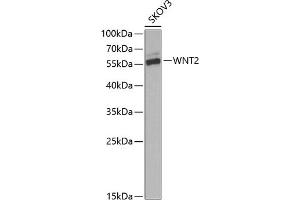 Western blot analysis of extracts of SKOV3 cells, using WNT2 Antibody (ABIN6130801, ABIN6150239, ABIN6150241 and ABIN6221571) at 1:1000 dilution. (WNT2 anticorps  (AA 26-360))