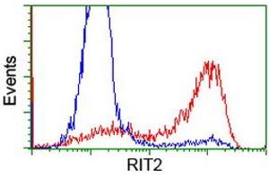 HEK293T cells transfected with either RC205367 overexpress plasmid (Red) or empty vector control plasmid (Blue) were immunostained by anti-RIT2 antibody (ABIN2453599), and then analyzed by flow cytometry. (RIT2 anticorps)