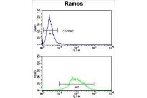 EEF1D Antibody (N-term) (ABIN390423 and ABIN2840811) flow cytometry analysis of Ramos cells (bottom histogram) compared to a negative control cell (top histogram).