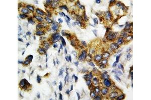 IHC-P: BAK antibody testing of rat lung tissue