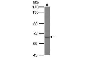 Image no. 1 for anti-Signal Transducing Adaptor Molecule (SH3 Domain and ITAM Motif) 2 (STAM2) (AA 1-215) antibody (ABIN1501167)