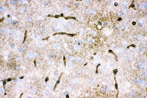 Anti- Aquaporin 4 Picoband antibody, IHC(F) IHC(F): Rat Brain Tissue