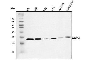 Western blot analysis of PC4/SUB1 using anti-PC4/SUB1 antibody (ABIN7602186).