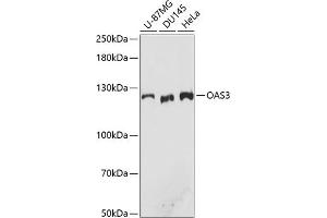 Western blot analysis of extracts of various cell lines, using O antibody (ABIN7265319) at 1:3000 dilution. (OAS3 anticorps  (AA 320-620))