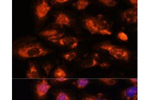 Immunofluorescence analysis of U-2 OS cells using OAS3 Polyclonal Antibody at dilution of 1:100. (OAS3 anticorps)
