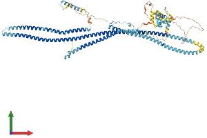 AlphaFold protein structure predicition of Human Recombinant DRC1 Protein, UniprotID Q96MC2