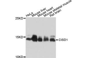 Western blot analysis of extracts of various cell lines, using CISD1 antibody (ABIN4903298) at 1:1000 dilution.