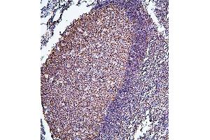 IHC analysis of PHF21A using anti-PHF21A antibody (ABIN6719353). (PHF21A anticorps  (AA 1-97))