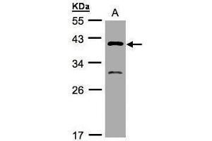 WB Image Sample(30 μg of whole cell lysate) A:H1299 10% SDS PAGE antibody diluted at 1:500 (GIPC3 anticorps  (N-Term))