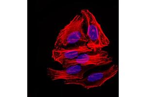 Immunofluorescence analysis of HepG2 cells using mouse Splunc2 antibody (green). (BPIFA2 anticorps)