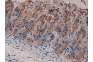 IHC-P analysis of Mouse Stomach Tissue, with DAB staining. (Intrinsic Factor anticorps  (AA 31-288))