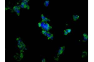 Immunofluorescence staining of 293 cells with ABIN7150047 at 1:133, counter-stained with DAPI. (Adam23 anticorps  (AA 498-647))