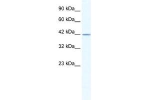 WB Suggested Anti-GABRA3 Antibody Titration:  2. (GABRA3 anticorps  (Middle Region))