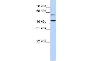 Western Blotting (WB) image for anti-Cytidine Monophosphate N-Acetylneuraminic Acid Synthetase (CMAS) antibody (ABIN2459239) (CMAS anticorps)