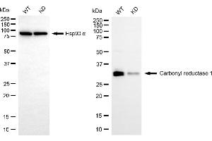 Western blotting analysis using carbonyl reductase 1 antibody (ABIN7797873). (CBR1 anticorps)
