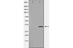 Western blot analysis of Mouse lung lysate, using CD47 Antibody. (CD47 anticorps  (C-Term))