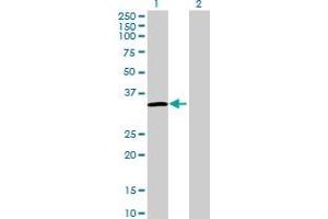 Western Blot analysis of FRG1 expression in transfected 293T cell line by FRG1 MaxPab polyclonal antibody. (FRG1 anticorps  (AA 1-258))