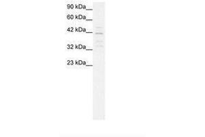 Image no. 2 for anti-Mortality Factor 4 Like 1 (MORF4L1) (AA 251-295) antibody (ABIN202346) (MORF4L1 anticorps  (AA 251-295))