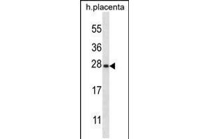 Western blot analysis in human placenta tissue lysates (35ug/lane).