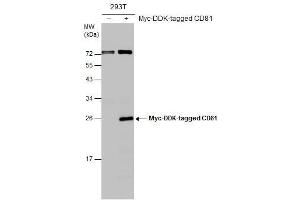 WB Image Non-transfected (–) and transfected (+) 293T whole cell extracts (30 μg) were separated by 12% SDS-PAGE, and the membrane was blotted with CD81 antibody , diluted at 1:1000. (CD81 anticorps)