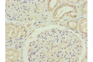 Immunohistochemistry of paraffin-embedded human kidney tissue using ABIN7152413 at dilution of 1:100